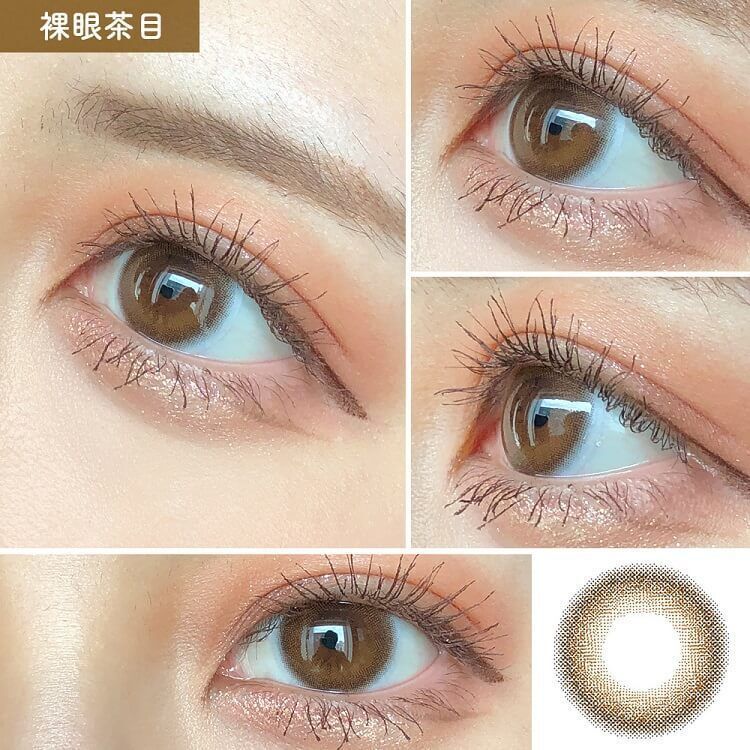 ダイヤ ブルーム（Diya Bloom） チョコレートコスモス