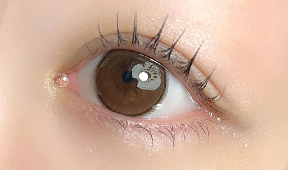 ホロブラウン着画