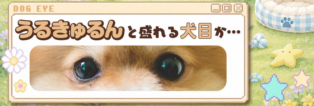 犬目