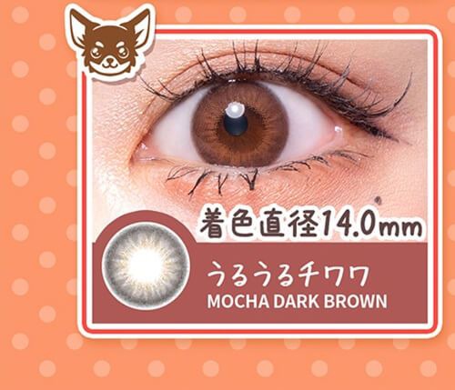 うるうるチワワ/Mocha Dark Brown