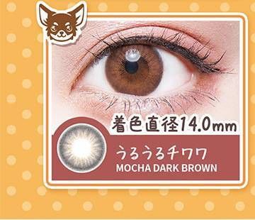 うるうるチワワ/Mocha Dark Brown